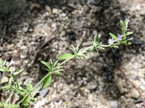 Hedeoma dentata Torr. resmi