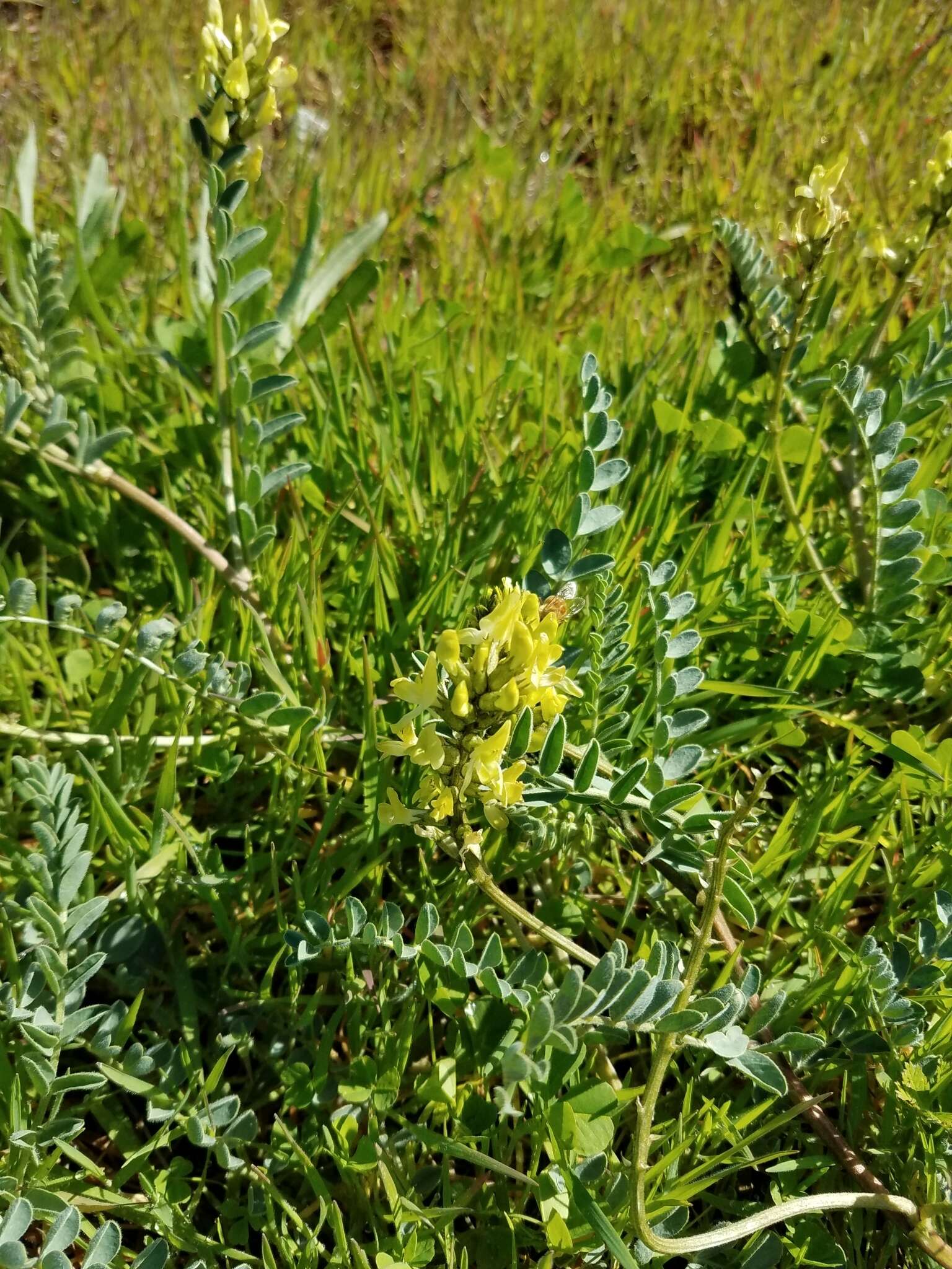 Astragalus lentiginosus var. nigricalycis M. E. Jones的圖片