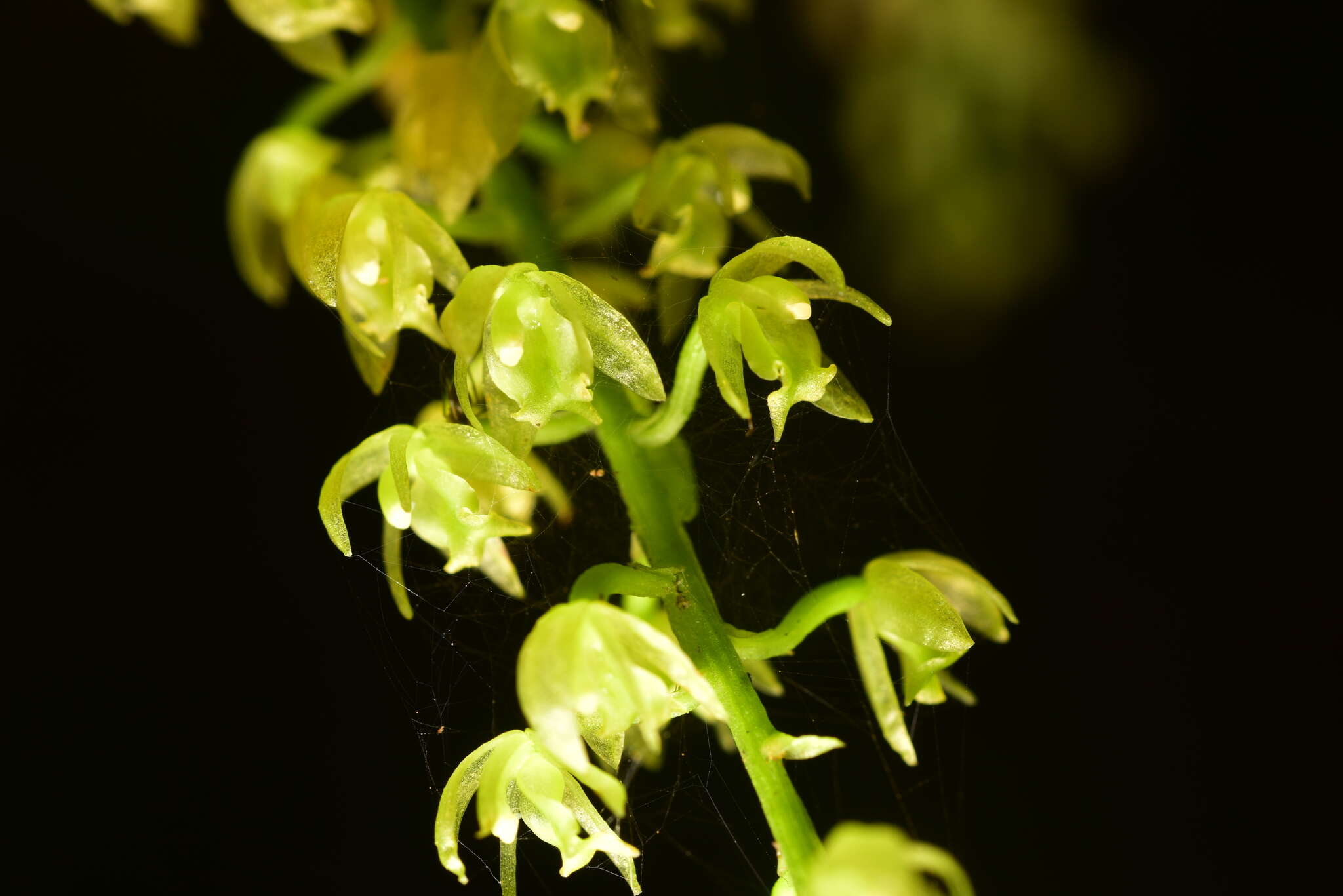 Image of Liparis elliptica Wight