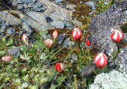 Image de Gentianella primuloides (Gilg) J. Pringle