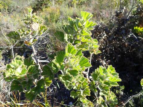 Слика од Pelargonium cucullatum (L.) L'Her.