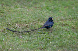 Image of Steel-blue Whydah