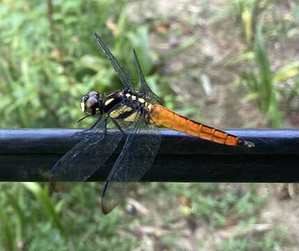 Image de Lyriothemis tricolor Ris 1916