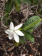 Gardenia aubryi Vieill. resmi