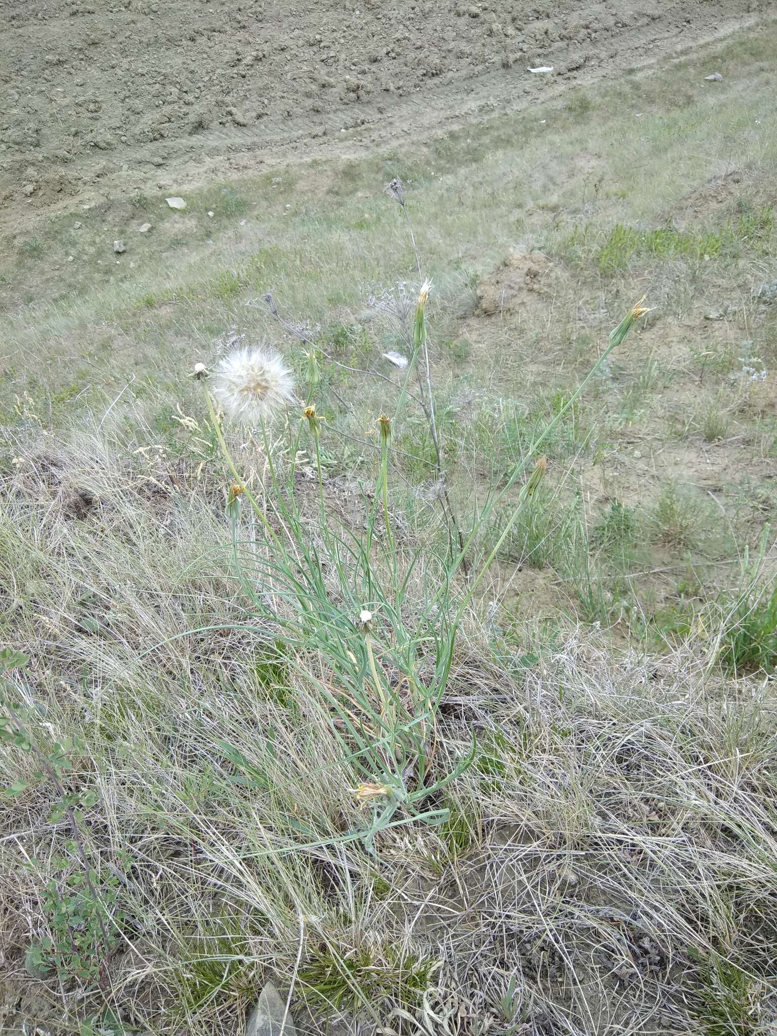 Image of Tragopogon graminifolius DC.