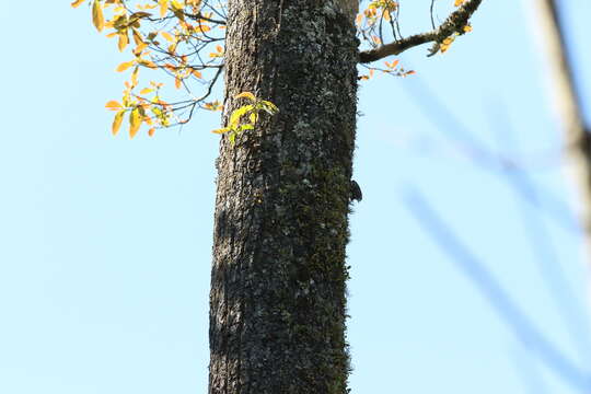 Image of Giant Nuthatch