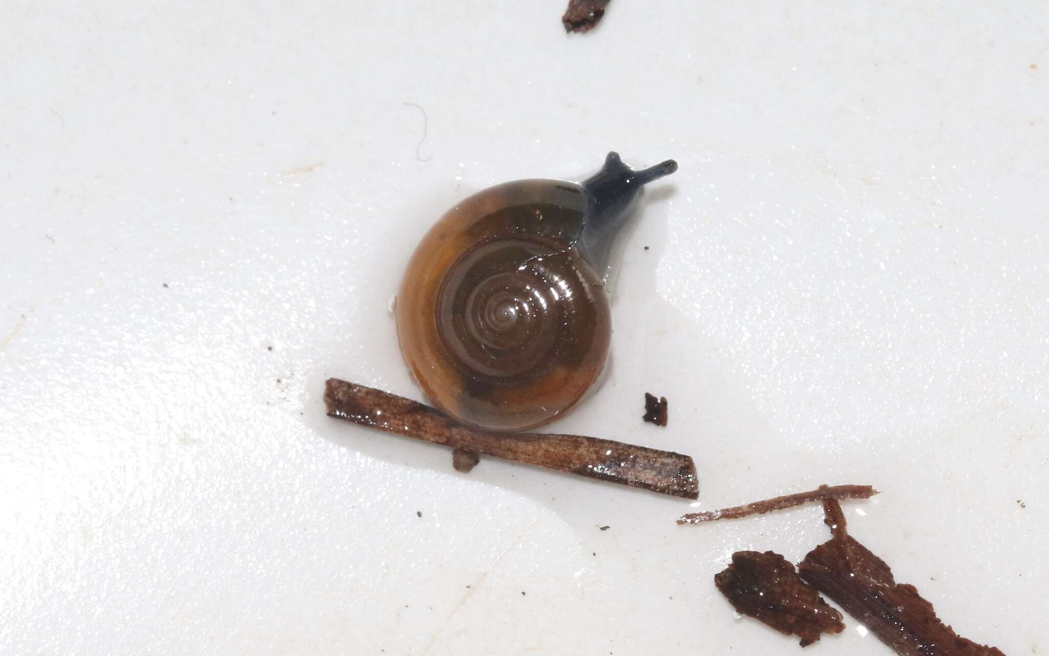 Image of Cellar glass-snail