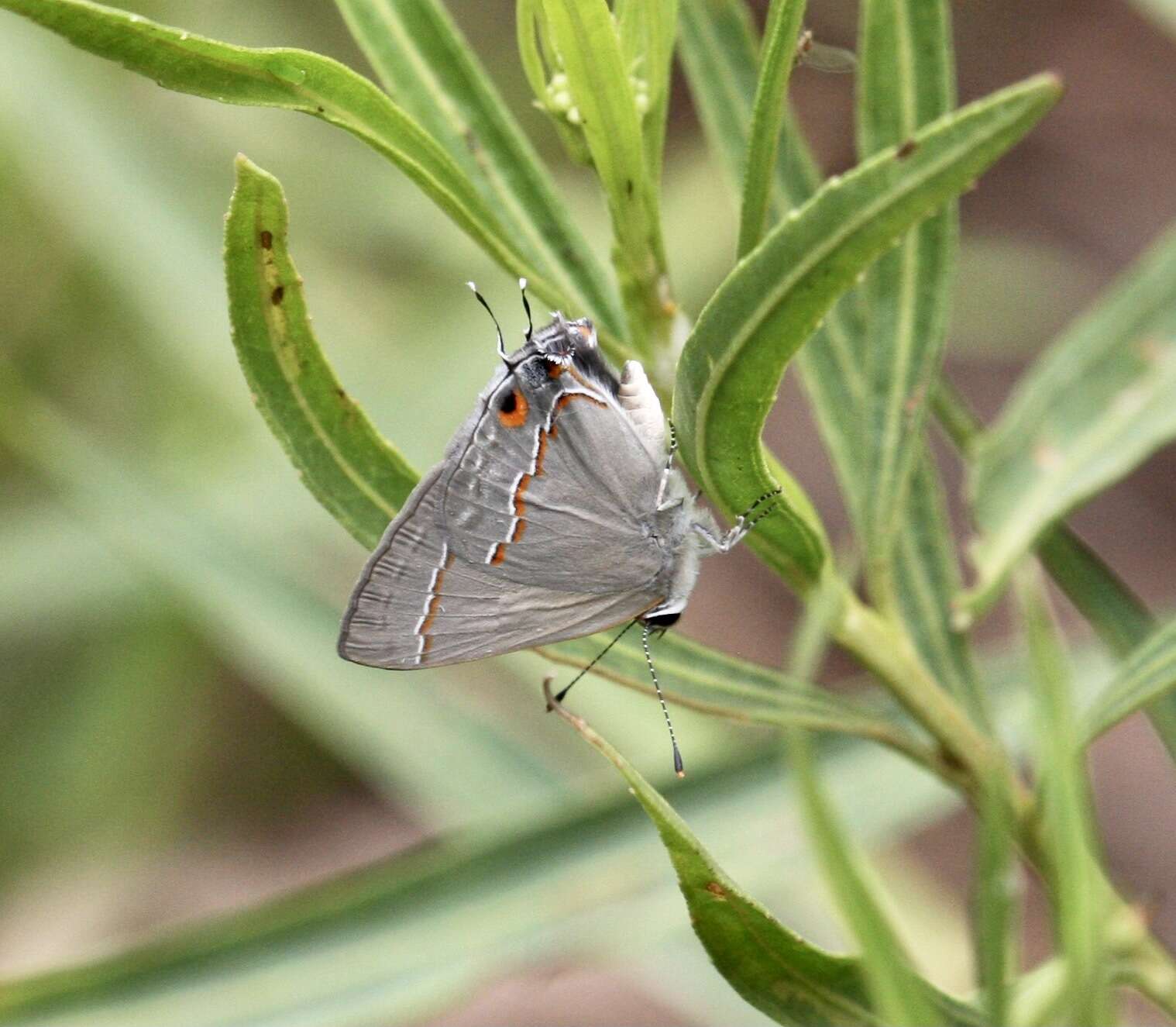 Image of Red-lined Scrub-Hairstreak