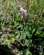 Image of Ozark milkvetch