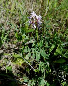 Image of Ozark milkvetch