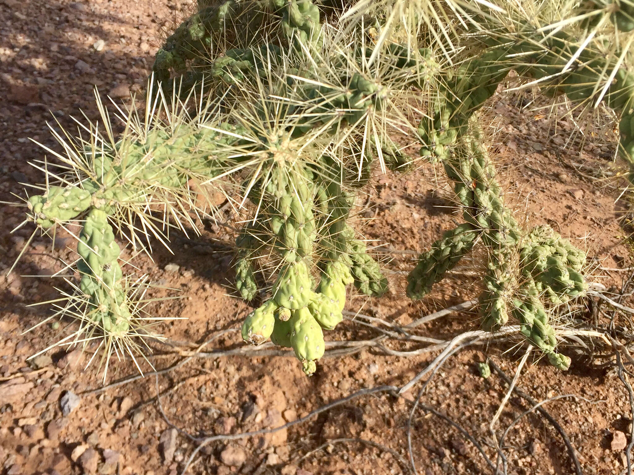 Image of jumping cholla