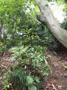 Image de Quercus acuta Thunb.