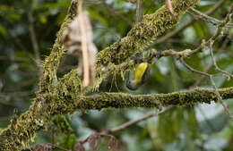 صورة Aethopyga linaraborae Kennedy, Gonzales & Miranda 1997