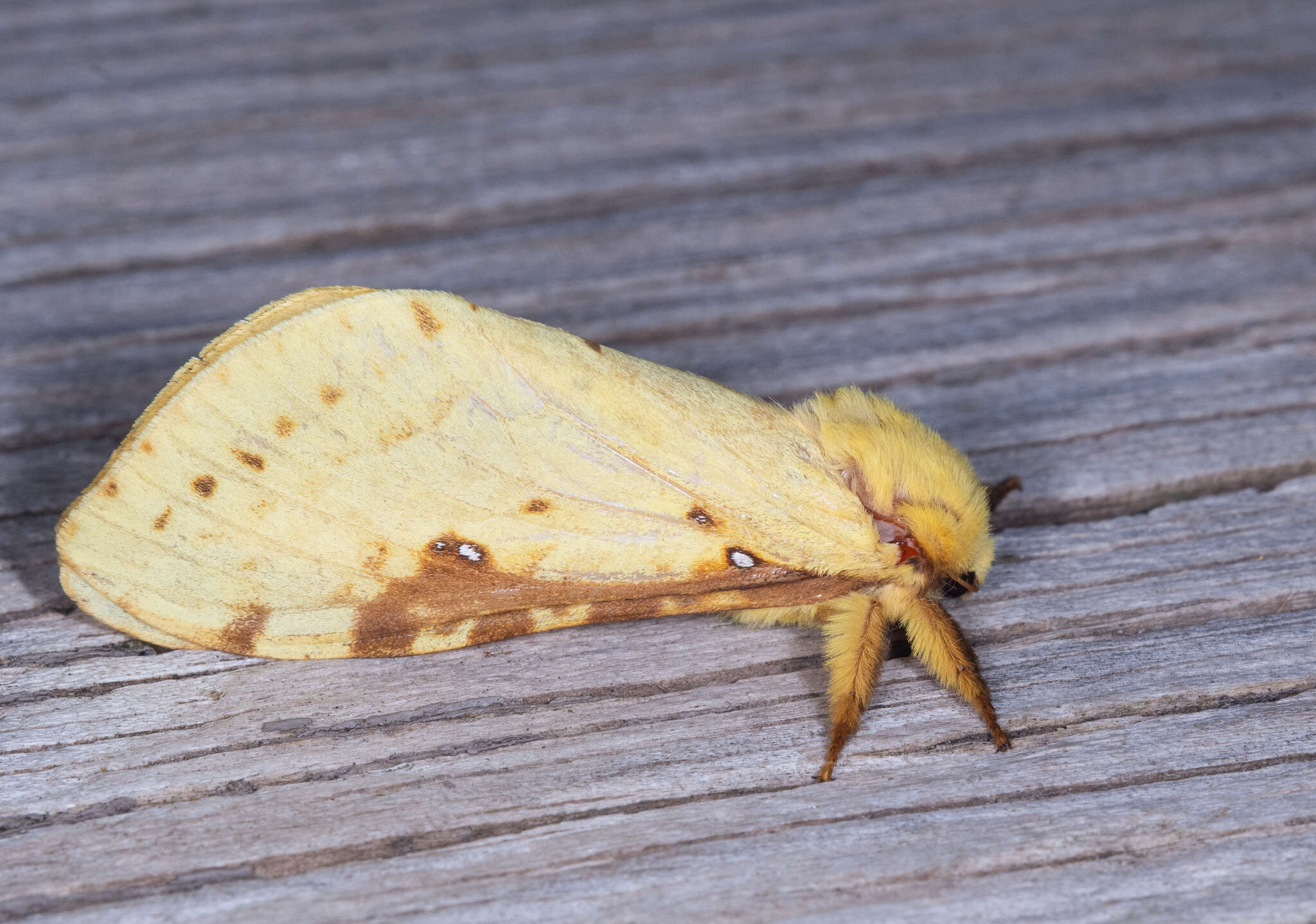 Image of Willow Ghost Moth