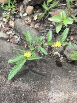 Image of threelocule corchorus