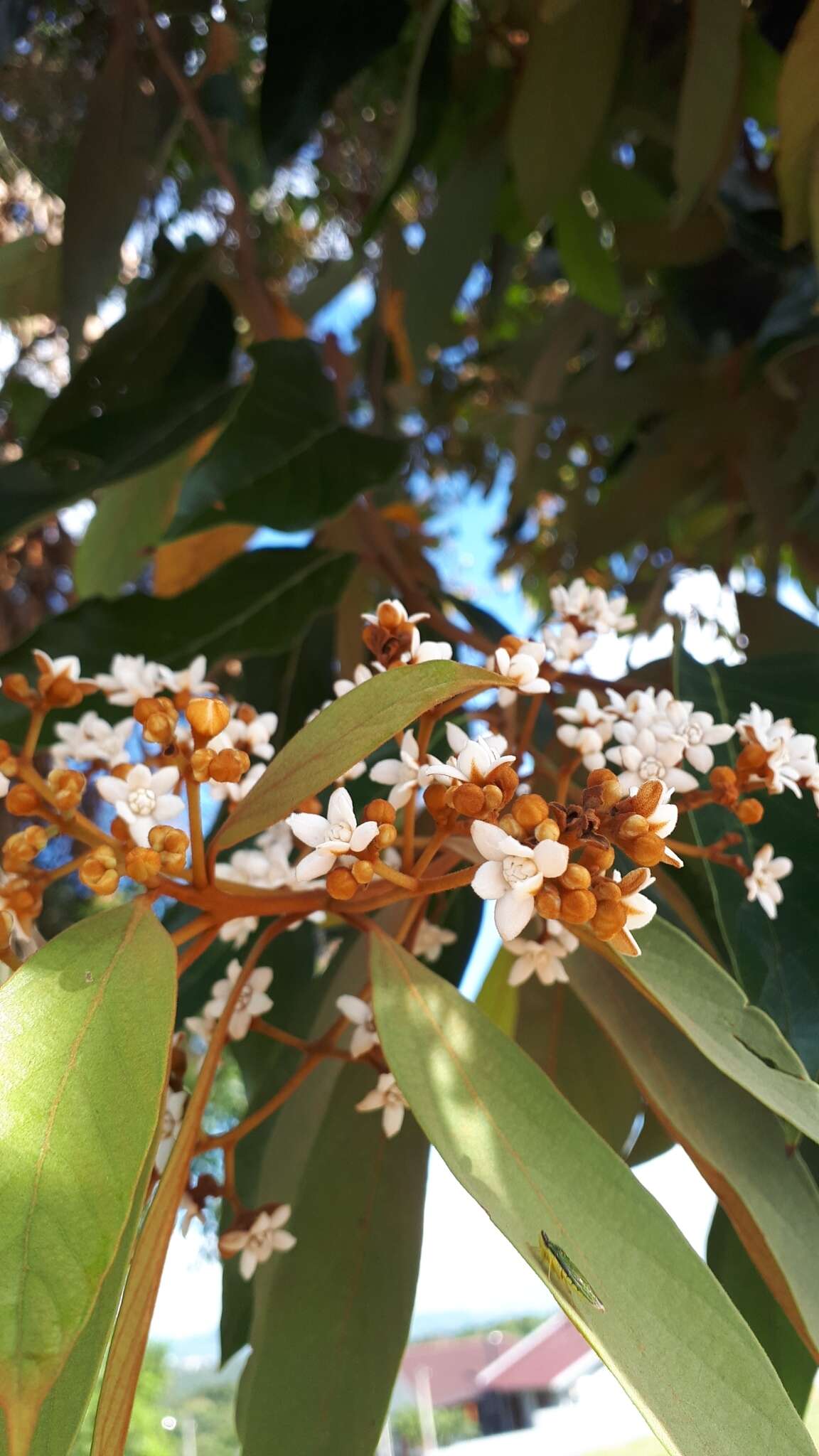 Image of Nectandra oppositifolia Nees & Mart. ex Nees