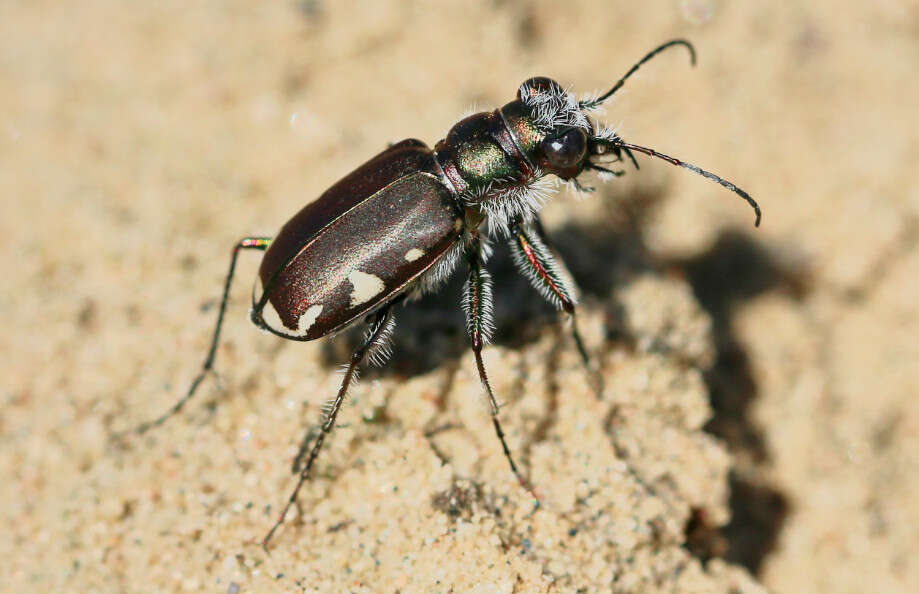 Image of Cicindela (Cicindela) scutellaris lecontei Haldeman 1853