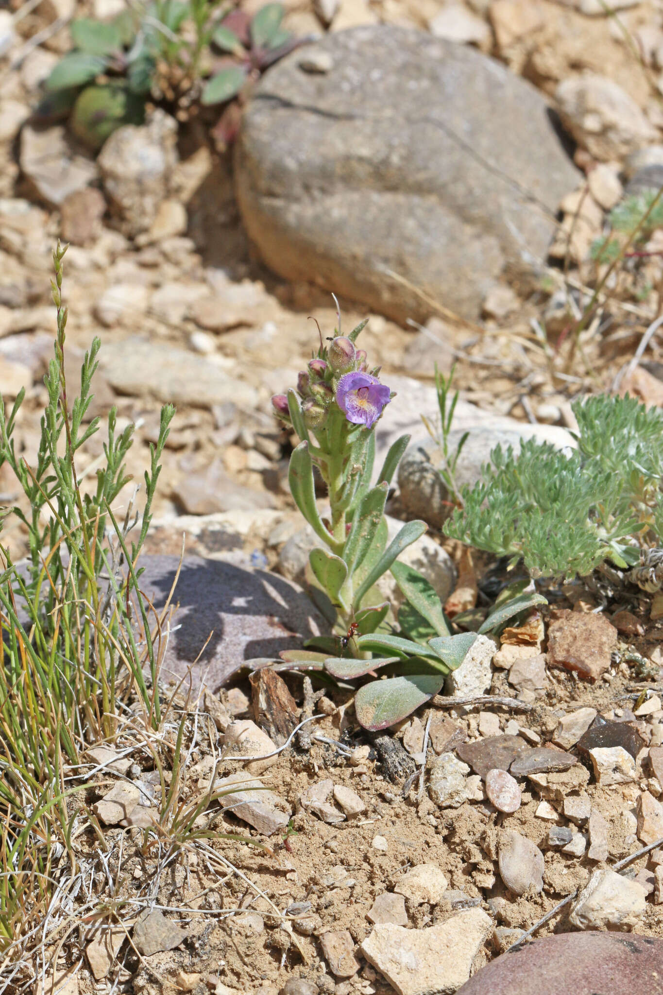 Image of Cleburn's penstemon