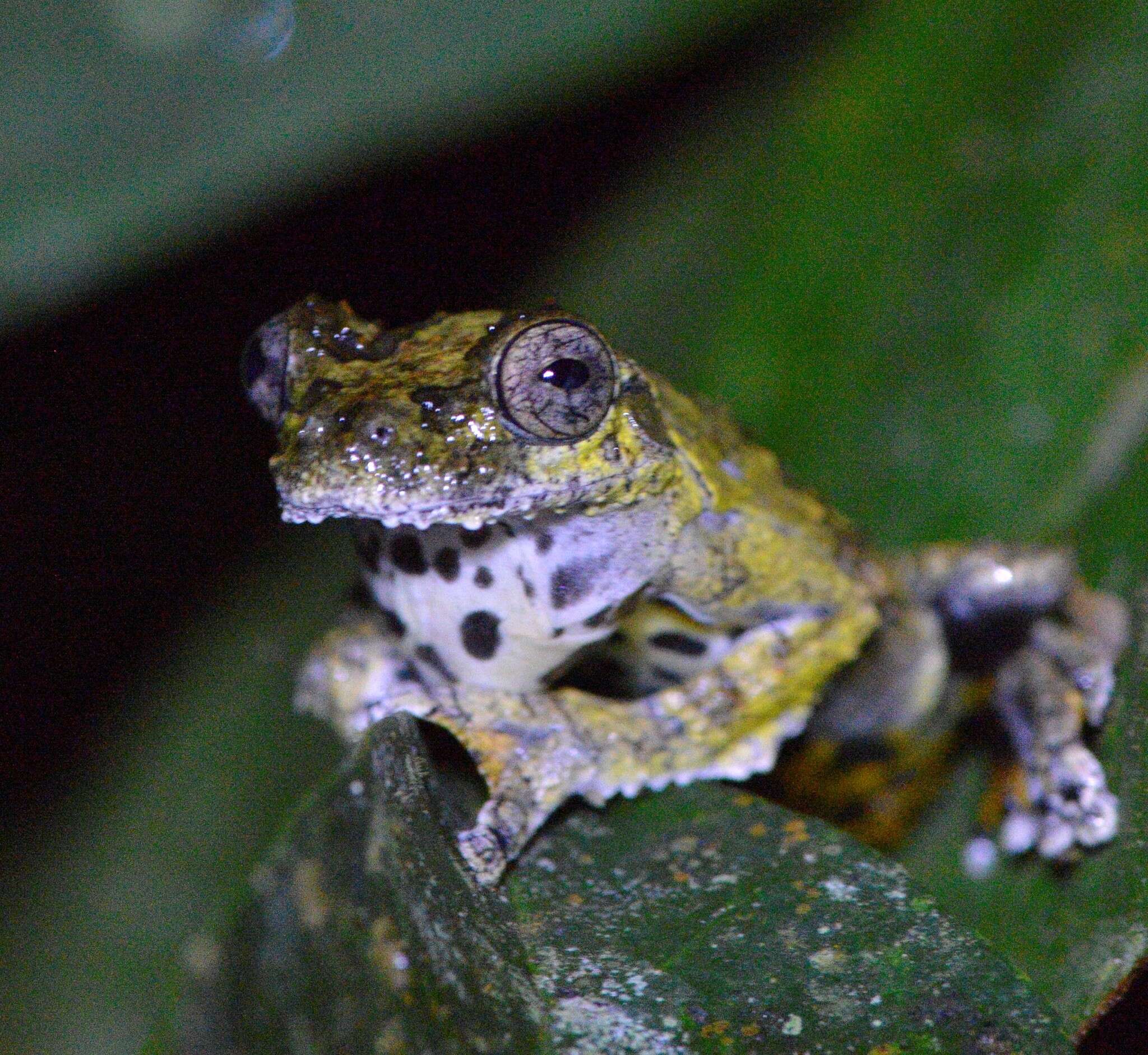 Image of Dendropsophus marmoratus (Laurenti 1768)