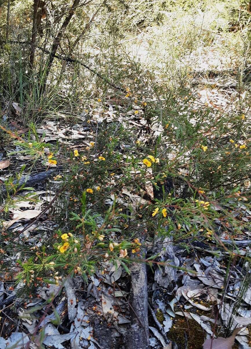 Image of Dillwynia tenuifolia DC.