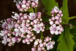 Image of <i>Valeriana tripteris</i>