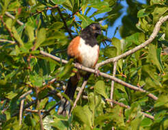 Image of Pipilo erythrophthalmus alleni Coues 1871