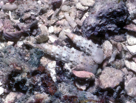 Image of Rhinoclavis diadema Houbrick 1978