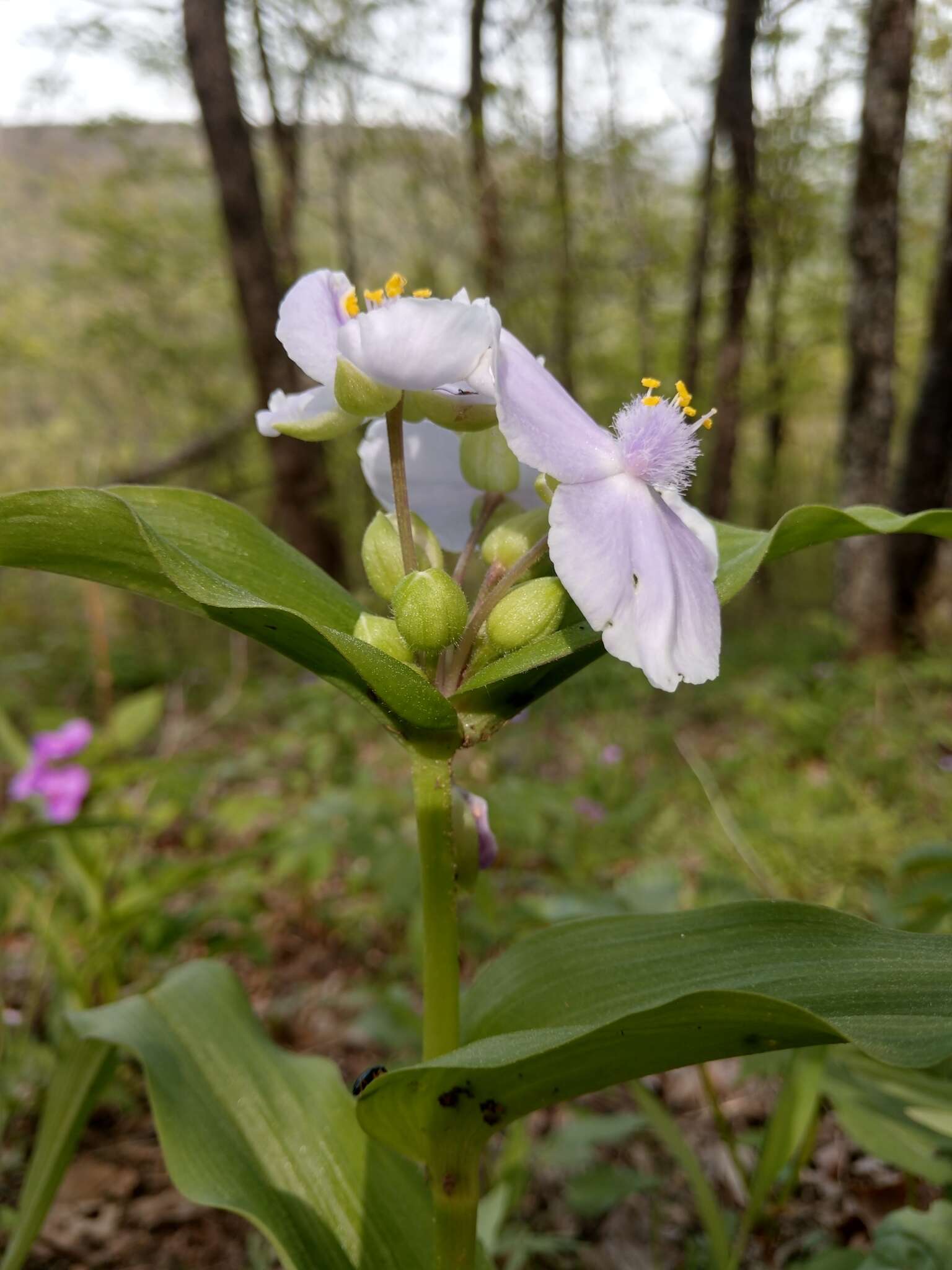 Tradescantia ozarkana E. S. Anderson & Woodson的圖片