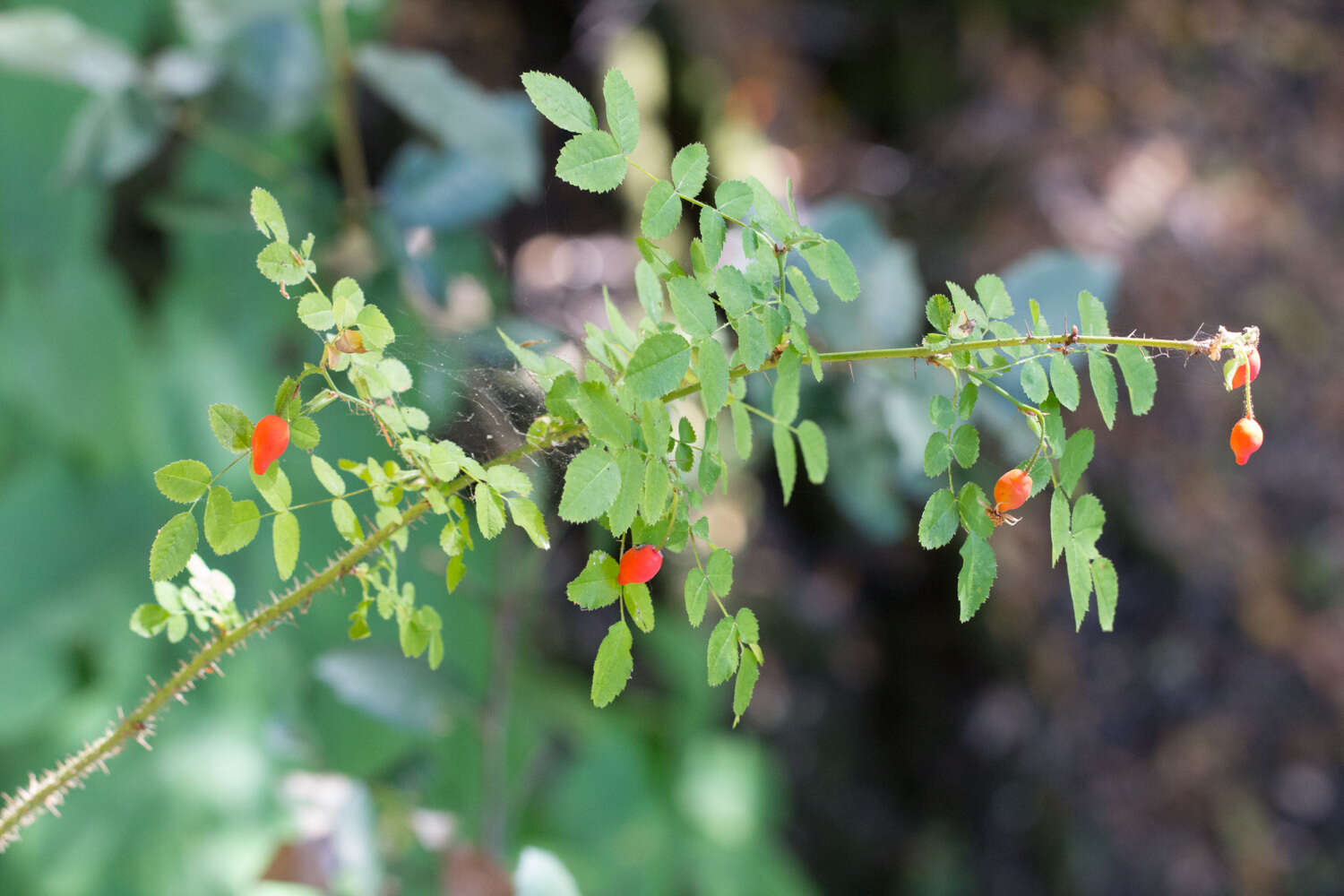 Imagem de Rosa gymnocarpa Nutt. ex Torr. & Gray