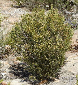 Image of Passerina truncata (Meissn.) Bredenk. & A. E. van Wyk