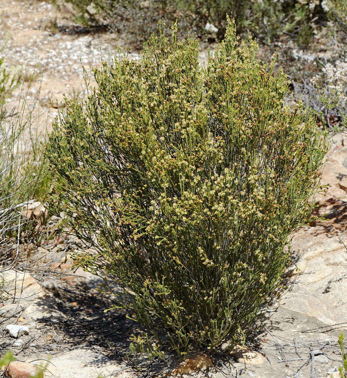 صورة Passerina truncata subsp. truncata