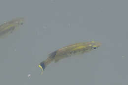Image of Jeweled splitfin