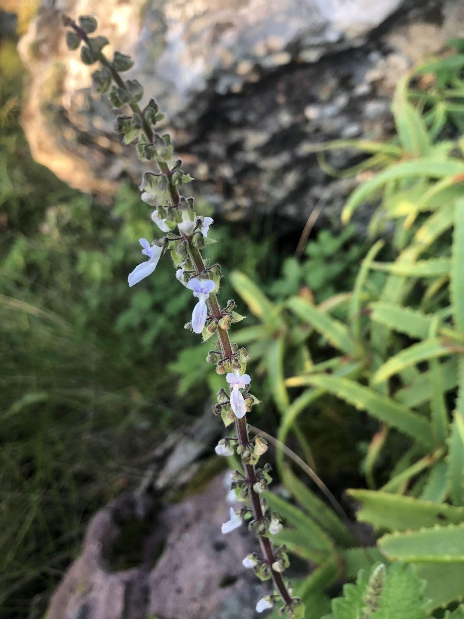 Image of <i>Coleus grandidentatus</i>