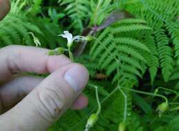 Plancia ëd Cerastium pauciflorum Stev. ex Ser.