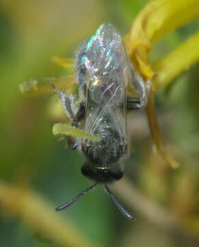 Plancia ëd Lasioglossum semicaeruleum (Cockerell 1895)