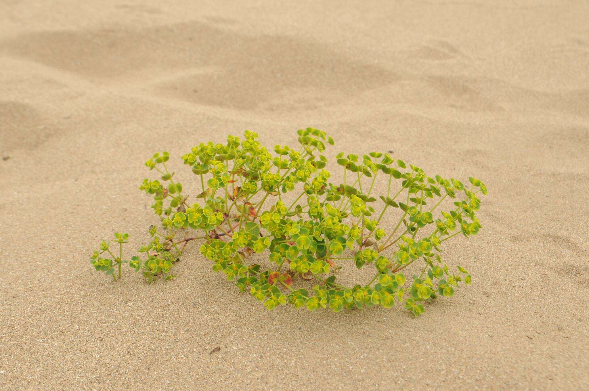 Euphorbia portlandica L. resmi