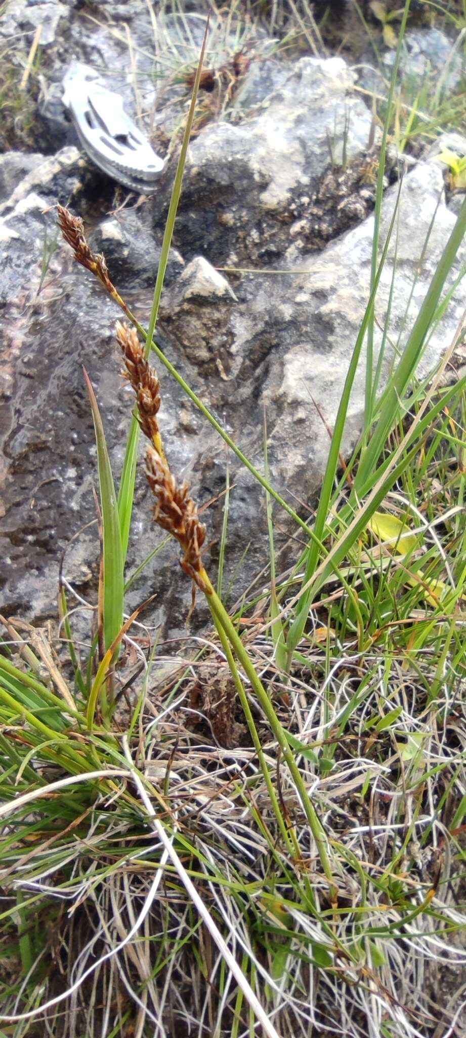 Слика од Carex simpliciuscula Wahlenb.