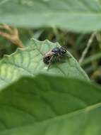 Imagem de Colletes latitarsis Robertson 1891