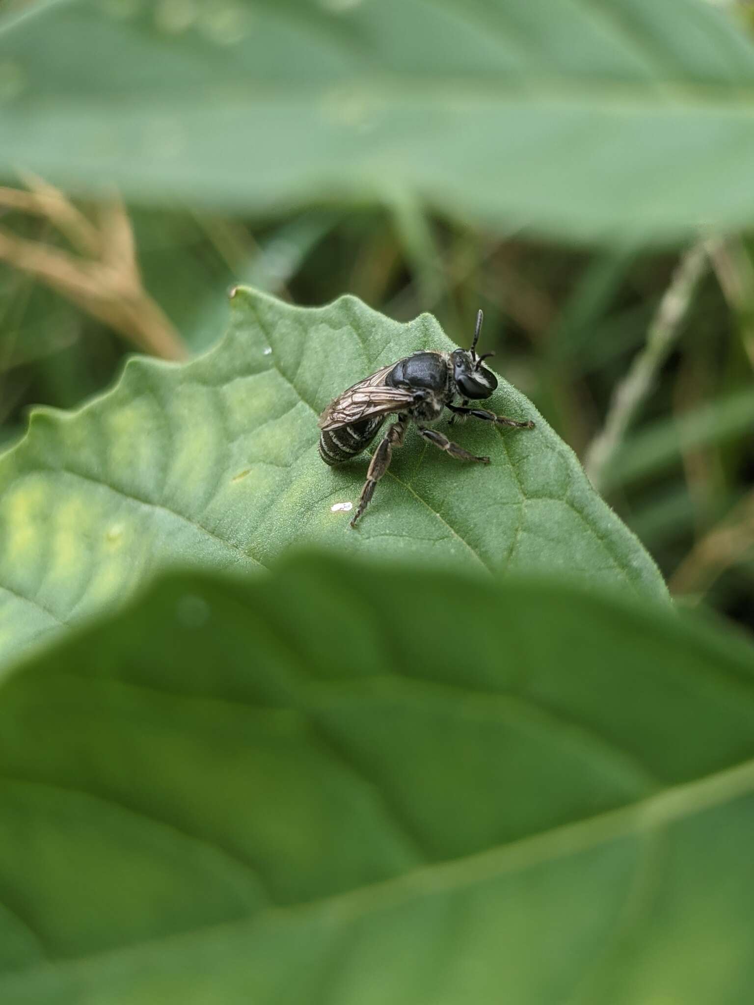 Image of Broad-footed Cellophane Bee