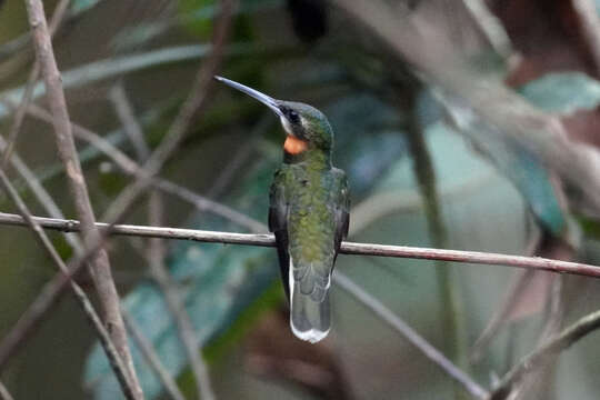 Image of Pale-tailed Barbthroat