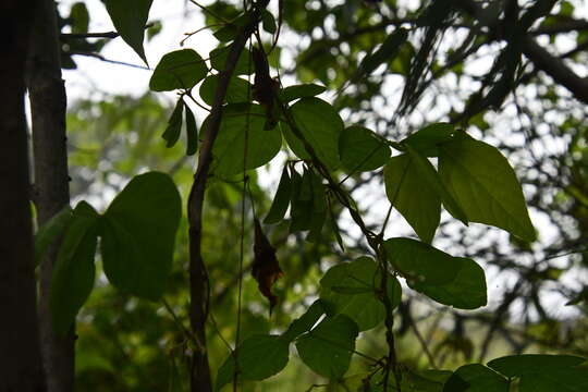 Imagem de Amphicarpaea bracteata subsp. edgeworthii (Benth.) H. Ohashi