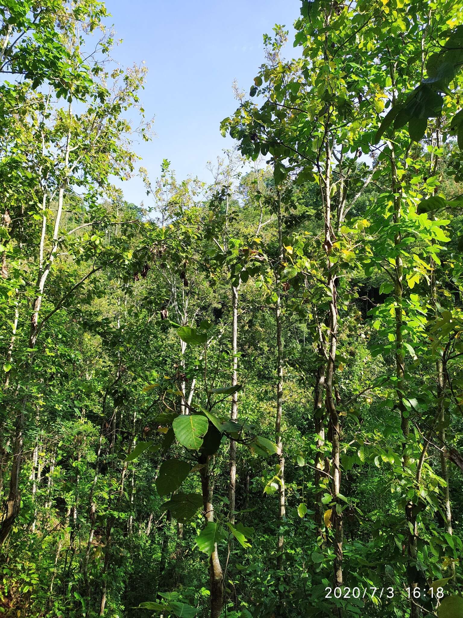 Слика од Shorea robusta Gaertn.