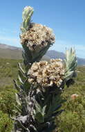 Syncarpha milleflora (L. fil.) B. Nord. resmi