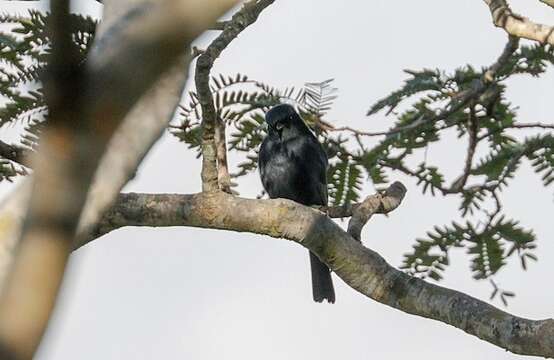 Image de <i>Melaenornis pammelaina poliogygna</i>