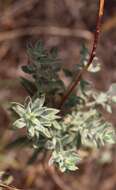 Imagem de Oenothera cinerea (Wooton & Standl.) W. L. Wagner & Hoch