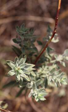 Oenothera cinerea (Wooton & Standl.) W. L. Wagner & Hoch的圖片