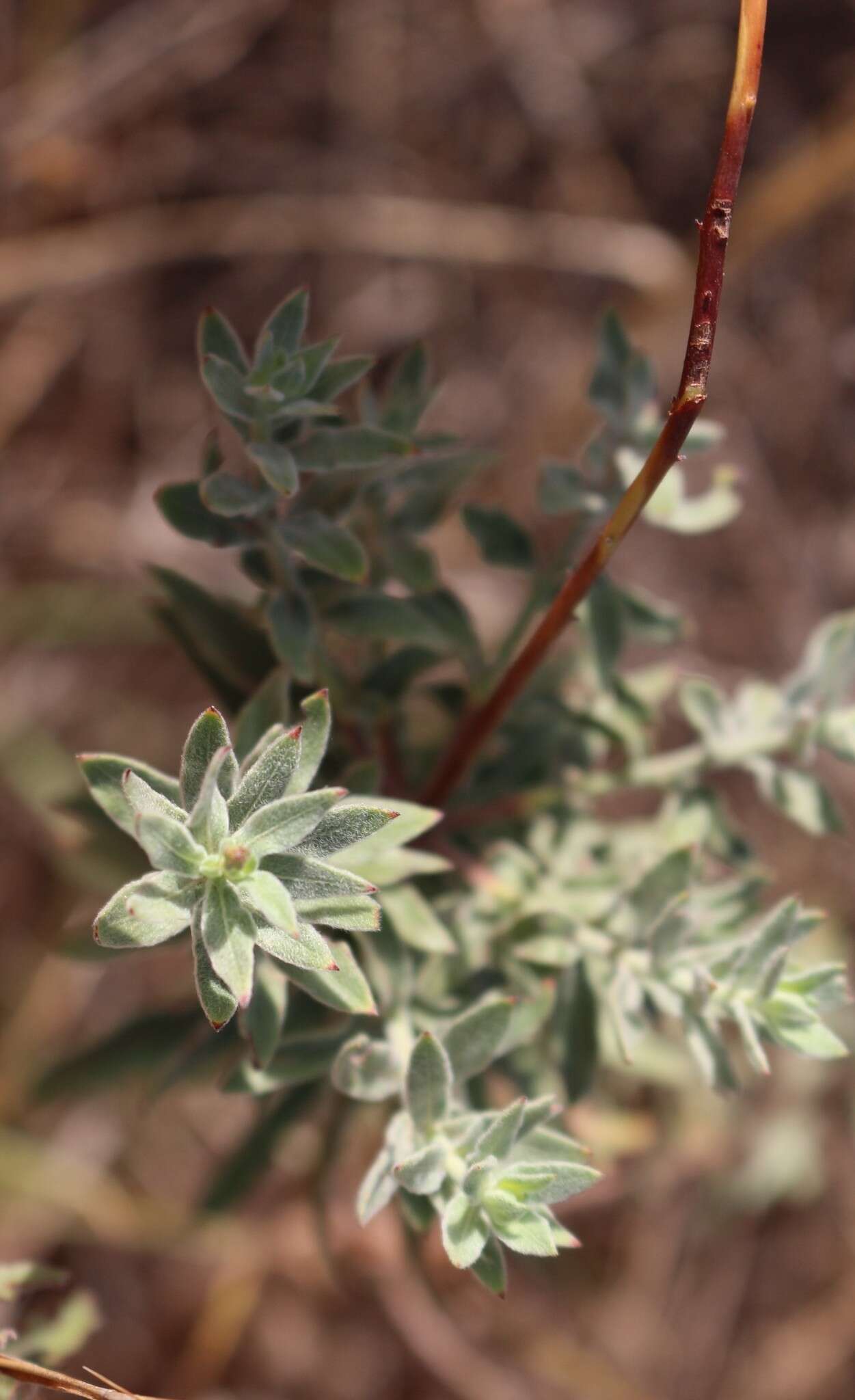 Imagem de Oenothera cinerea (Wooton & Standl.) W. L. Wagner & Hoch