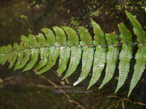 Image de Dryopteris decipiens (Hook.) O. Kuntze