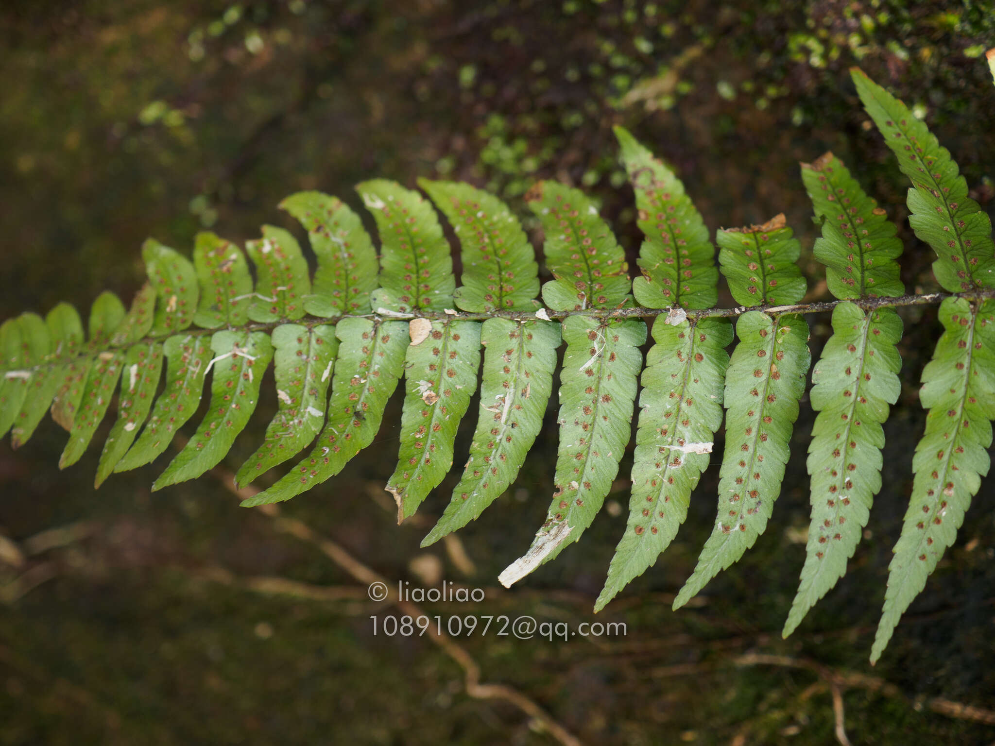 Sivun Dryopteris decipiens (Hook.) O. Kuntze kuva