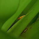 Image of Golden rocket frog